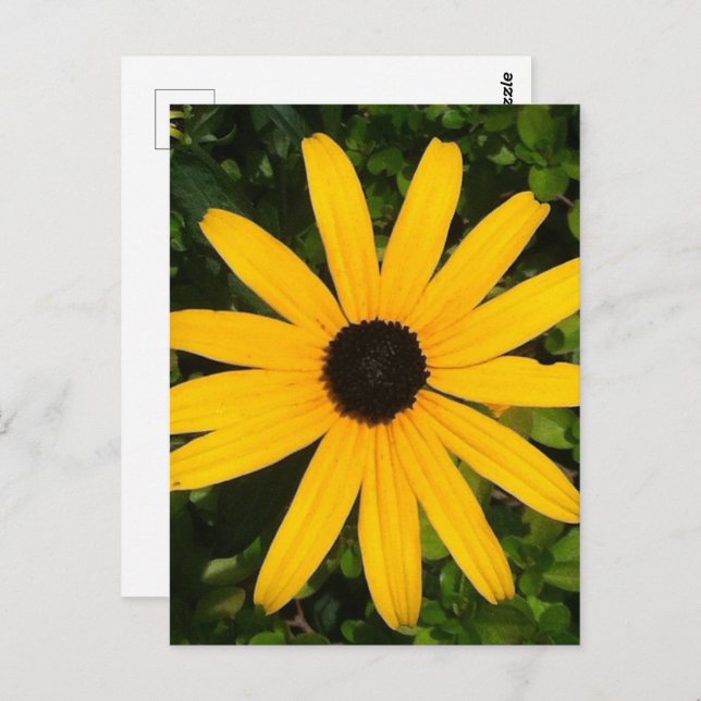 Yellow Daisy Wildflower Photography  Postcard (Front/Back)