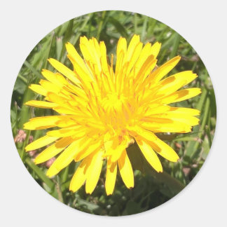 Yellow dandelion flower nature photo sticker