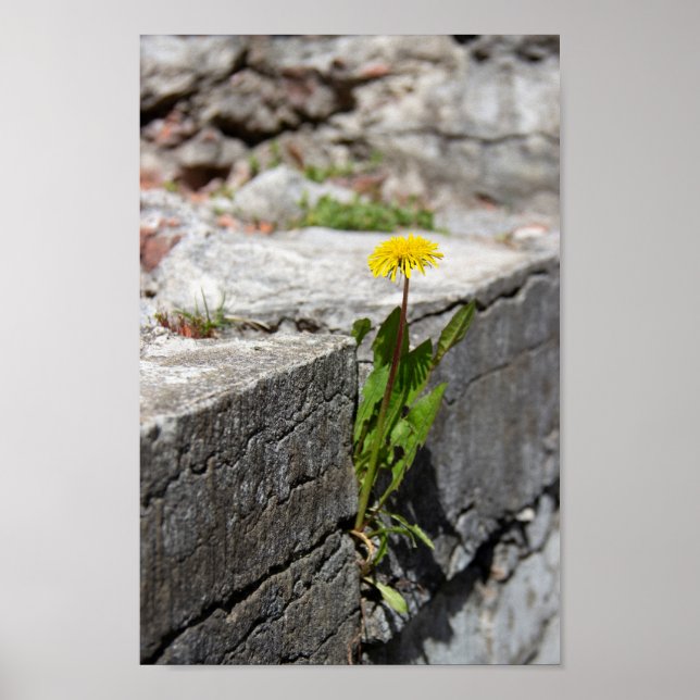 Yellow dandelion in spring poster (Front)