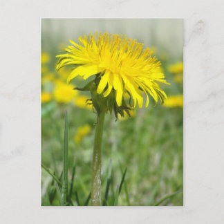 Yellow Dandelion Postcard