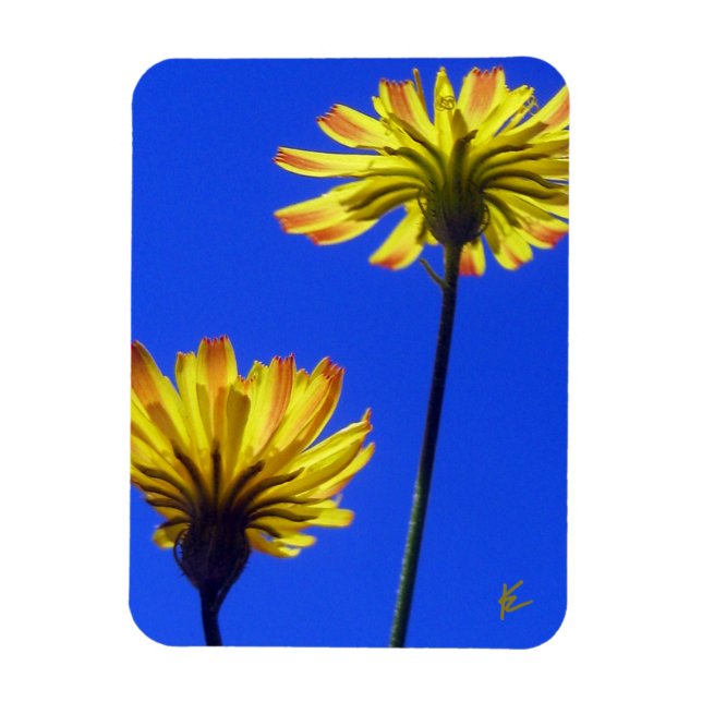 Yellow Dandelions Against Blue Sky Playful Nature Magnet (Vertical)