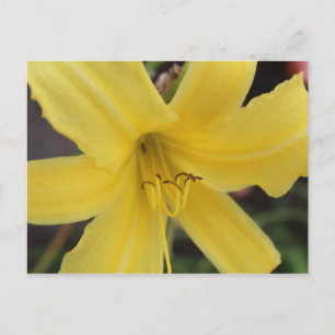 Yellow Day Lily # 2 Postcard