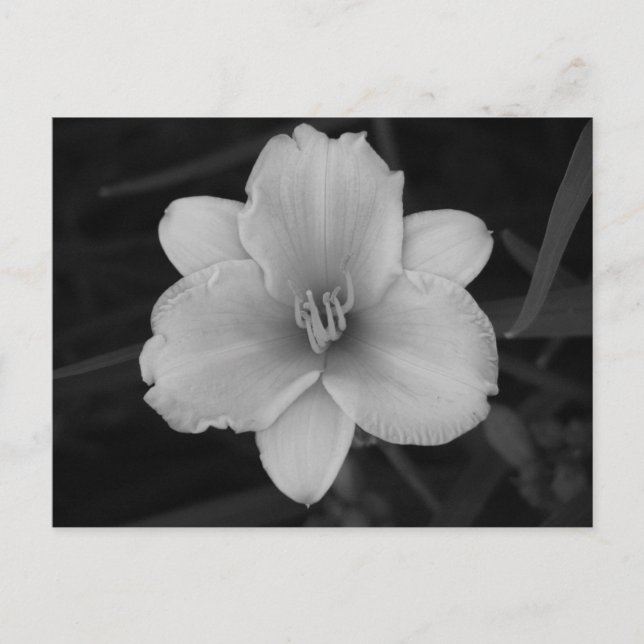 Yellow Day Lily Postcard (Front)