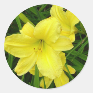 Yellow Daylilies Sticker