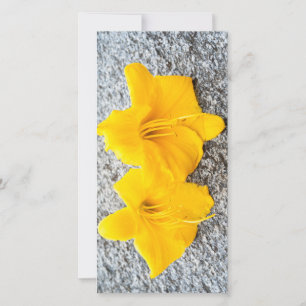 yellow daylily flowers in full bloom 