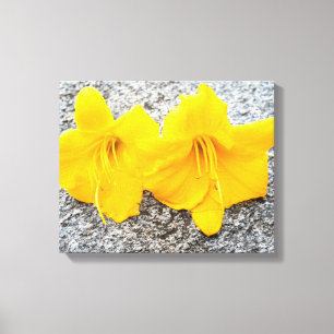 yellow daylily flowers in full bloom canvas print