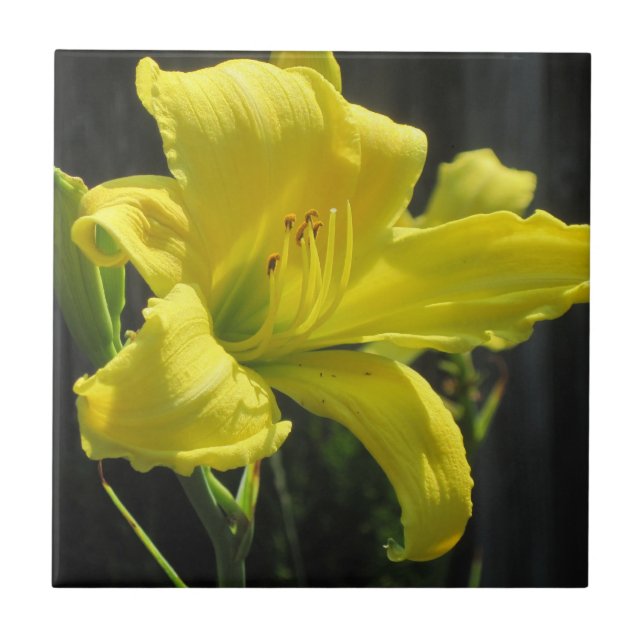 Yellow Daylily Tile (Front)