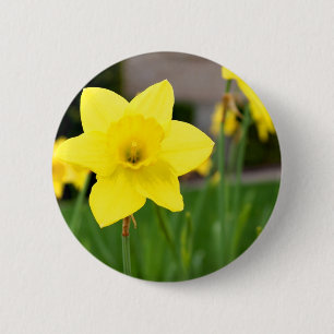 Yellow Delight-Spring Daffodil 6 Cm Round Badge