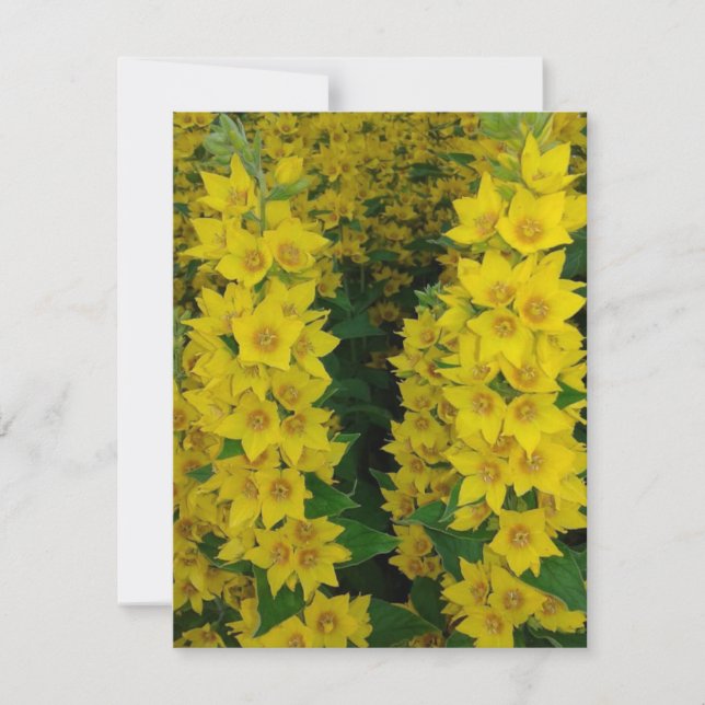 Yellow Delphinium Perennial Flowers Card (Front)
