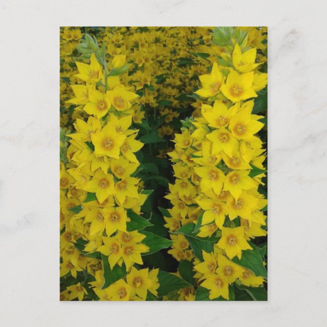 Yellow Delphinium Perennial Flowers Postcard (Front)