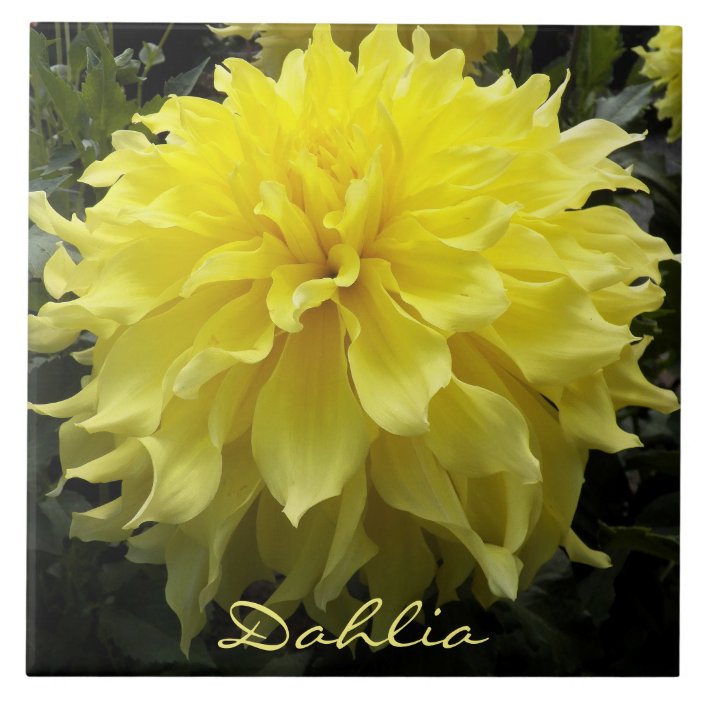 Yellow Dinner Plate Dahlia Floral Tile Zazzle.co.uk