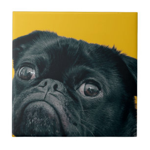 yellow dog tile