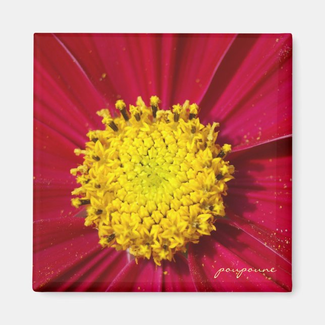 yellow dot magnet (Front)