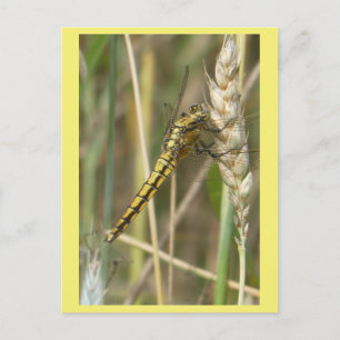 Yellow Dragonfly Close Up DIY Postcard