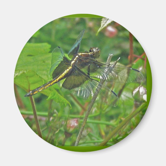 Yellow Dragonfly Magnet (Front)