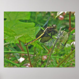 Yellow Dragonfly Poster
