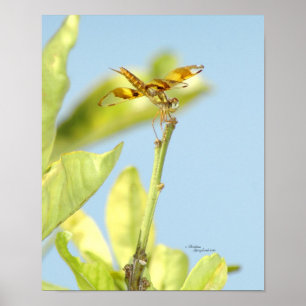 Yellow Dragonfly Poster