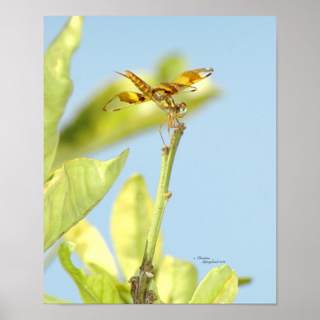 Yellow Dragonfly Poster (Front)