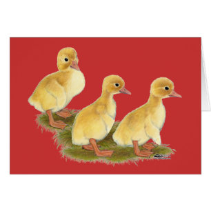 Yellow Ducklings