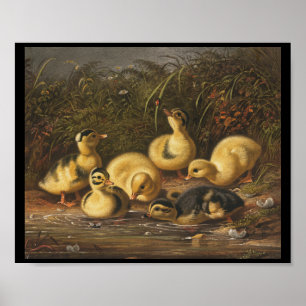 Yellow Ducklings Playing in Pond Poster
