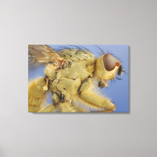 Yellow Dung Fly Canvas Print