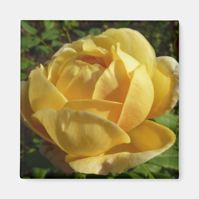 Yellow English Rose Magnet (Front)