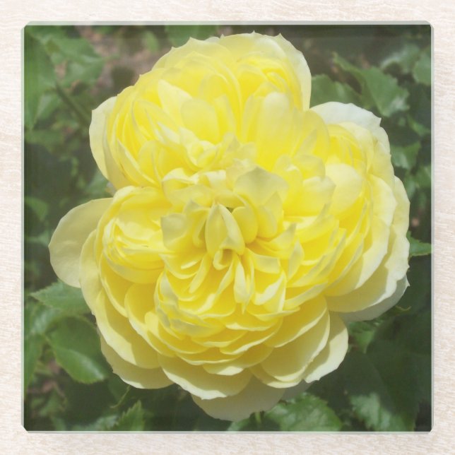 Yellow English Rose Photo Square Glass Coaster (Front)