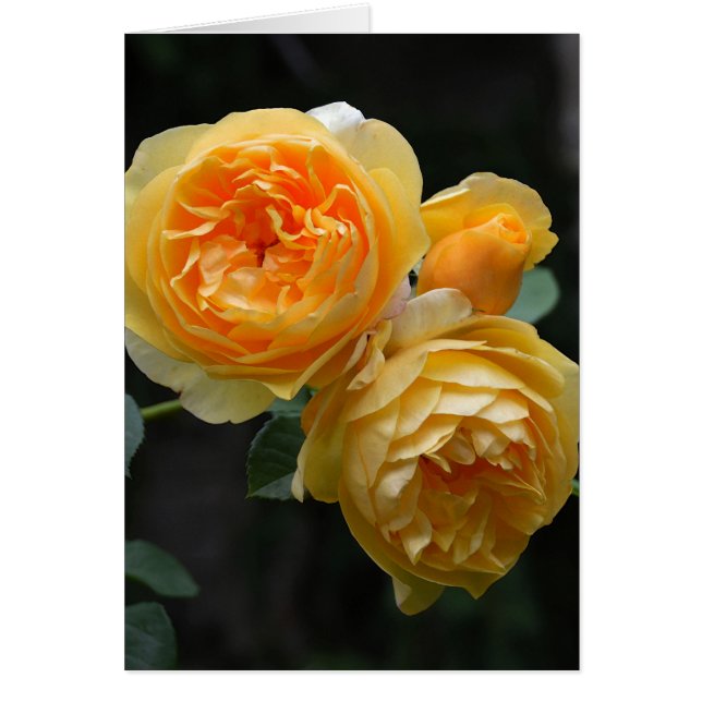 Yellow English Roses (Front)