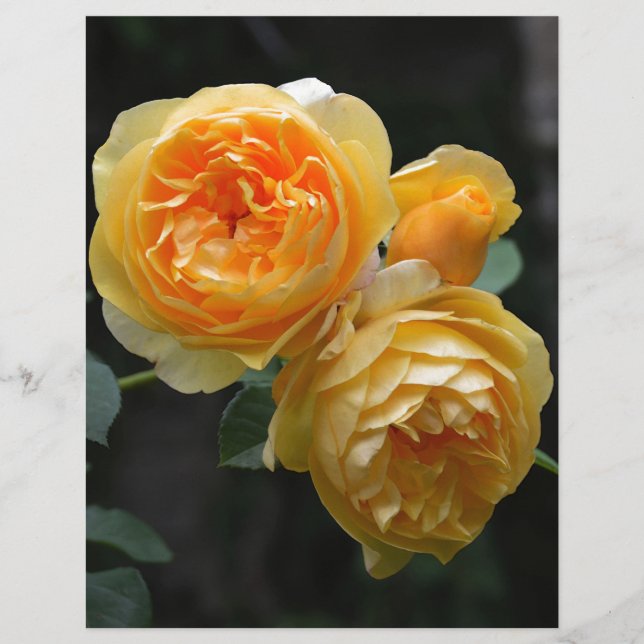 Yellow English Roses (Front)