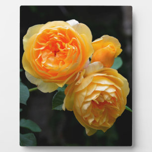 Yellow English Roses Plaque