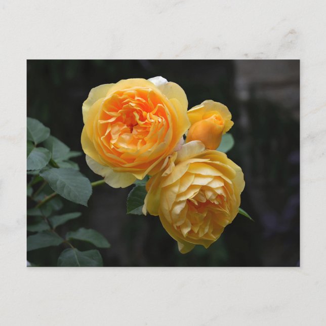 Yellow English Roses Postcard (Front)