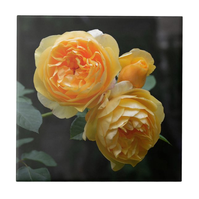 Yellow English Roses Tile (Front)