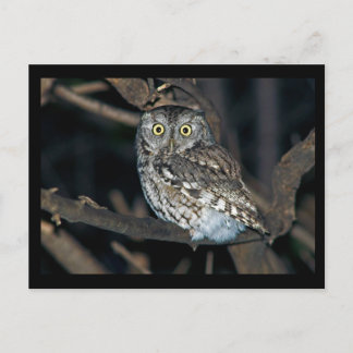 Yellow Eyed Eastern Screech Owl at Midnight Postcard