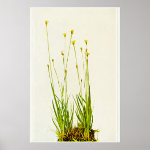 Yellow Eyed Grass Poster