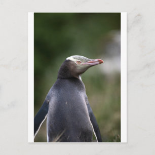 Yellow eyed penguin New Zealand Postcard