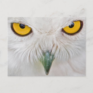 yellow eyes owl postcard