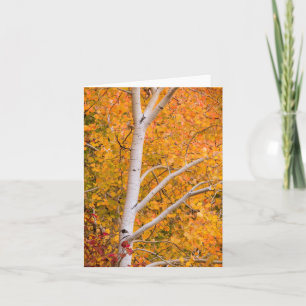Yellow Fall Aspen Tree Card