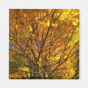 Yellow Fall Foliage Magnet