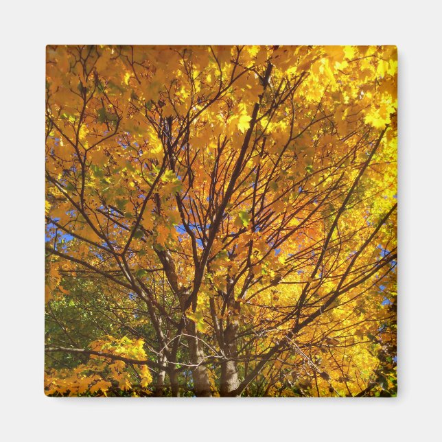 Yellow Fall Foliage Magnet (Front)