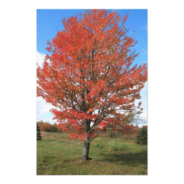 Yellow fall maple tree landscape picture photo print (Front)
