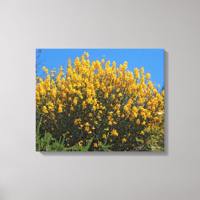 Yellow False Indigo / Wild Indigo / Horseflyweed Canvas Print (Front)