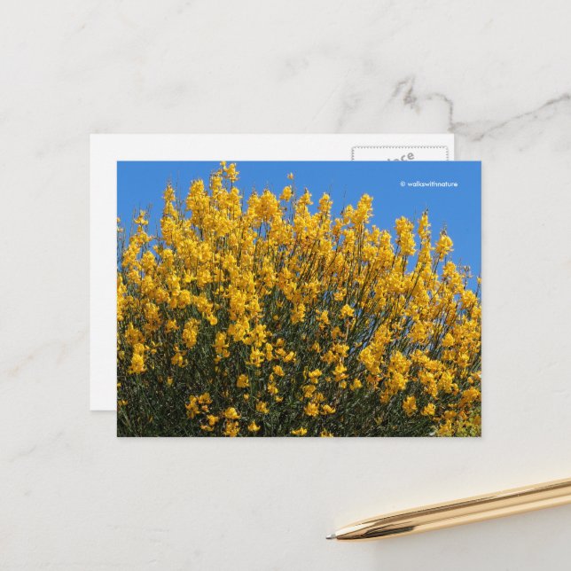Yellow False Indigo Wild Indigo Horseflyweed Postcard (Front/Back In Situ)