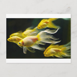 Yellow Fancy Aquarium Goldfish Postcard
