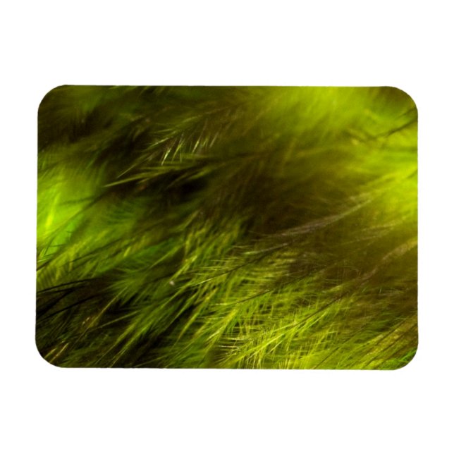 Yellow Feathers Magnet (Horizontal)