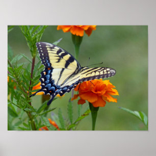 Yellow female Eastern Tiger Swallowtail Poster