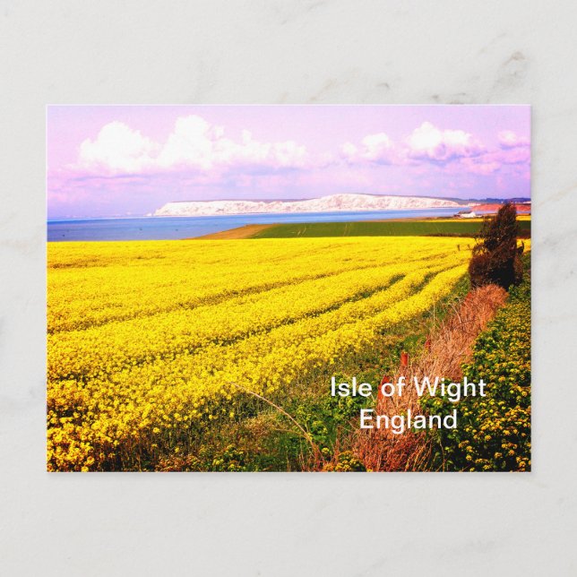Yellow field and white cliffs of the Isle of Wight Postcard (Front)