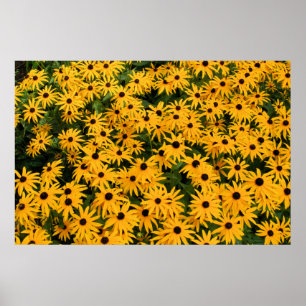 Yellow Field of Daisies Poster
