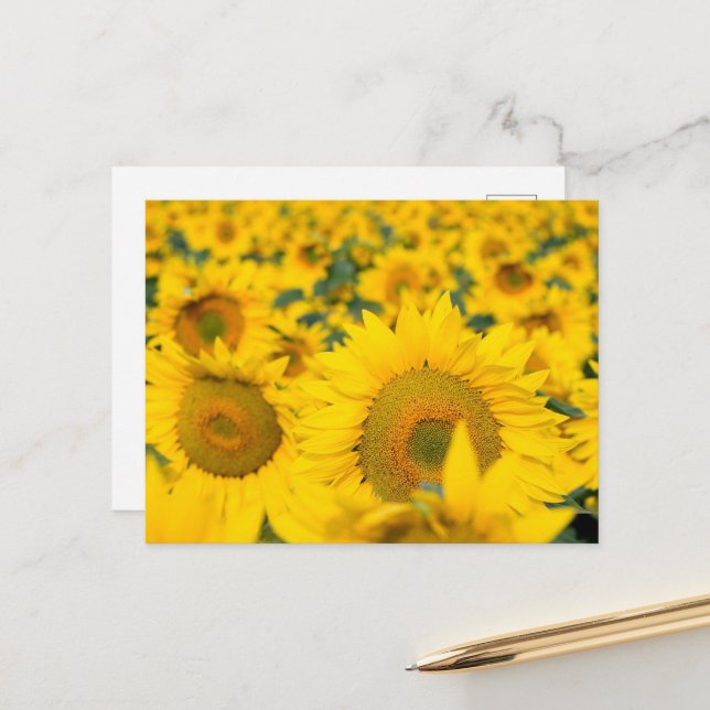 Yellow Field of Sunflowers Photograph Postcard (Front/Back In Situ)
