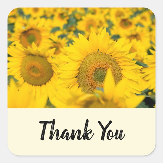 Yellow Field of Sunflowers Photograph Thank You Square Sticker (Front)