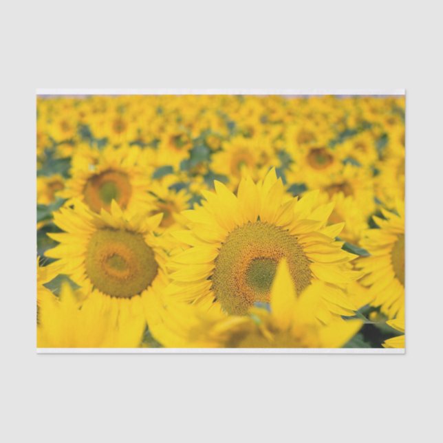 Yellow Field of Sunflowers Photograph Tissue Paper (Front)